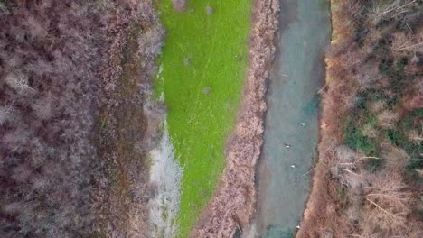 Aerial-top-down-shot-of-a-bald-eagles-and-gulls-flying-over-Chehalis-flats-at-Harrison-Mills,-British-Columbia,-Canada