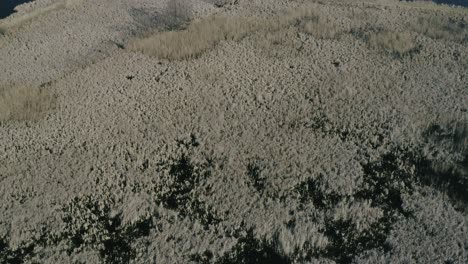 Aerial-flyby-drone-shot-of-a-breeding-pond-in-the-village-of-Solarnia,-poland-on-a-bright-day