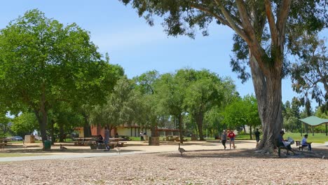 Familien-In-Parks,-Die-Soziale-Distanzierung-Einhalten-Und-Ausgangssperren-Ignorieren,-Treffen-Sich-Im-Freien