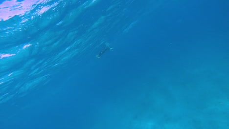 Snorkeling-behind-the-family,-father-and-daughter-in-Caribbean-waters