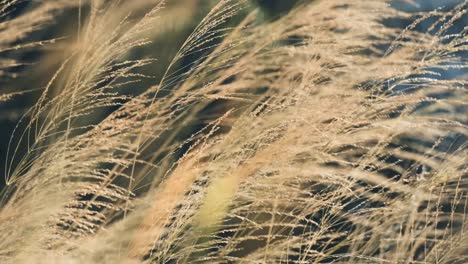 Slow-motion-of-grass-blow-by-the-wind