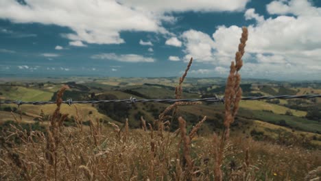 Wheat-field-swaying-against-barb-wired-fence-in-rolling-green-hills