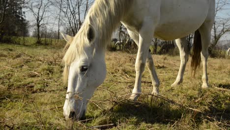 White-horse-grazing