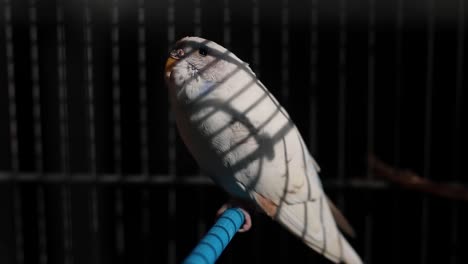 Caged-Australian-Parakeet-looking-up-waiting-to-be-freed