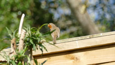 Robin-song-bird-on-garden-fence-in-a-English-country-garden