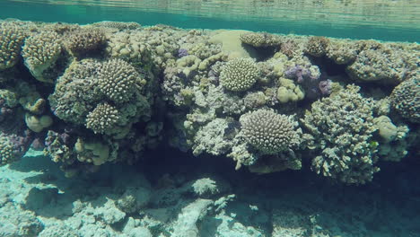 Under-Water,-Shallow-Coral-Reef-Shelf,-Water-Reflections-HANDHELD-SLOMO