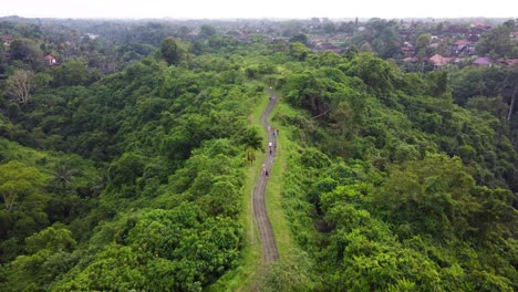 Aerial-drone-view-of-Campuhan-Ridge-Walk-path-in-Ubud,-bali-indonesia-surrounded-by-palm-trees,-hills-overgrown-with-tropical-rainforest-and-rice-terraces,-Balinese-jungle-Scenic-Green-Valley