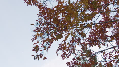 Hojas-De-Otoño-Coloridas-Cayendo-Del-árbol