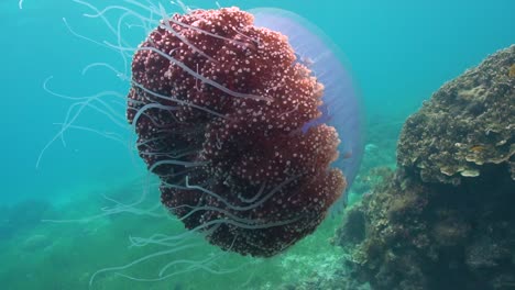 Closeup-view-on-the-body-and-tentacles-of-a-cauliflower-jellyfish