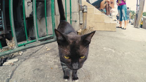 Süße-Neugierige-Schwarze-Straßenkatze-Nähert-Sich-Der-Kamera