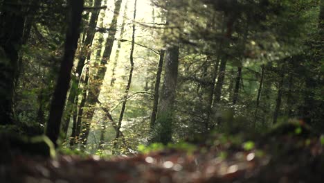 Close-up-shot-of-leaves-on-the-ground-to-a-sunlit-forest-scenery-during-golden-hour