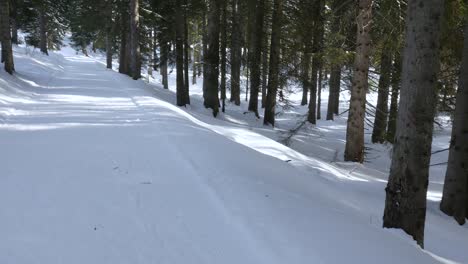 Snow-covered-mountain-road-passing-between-densely-growing-fir-trees-on-a-sunny-day