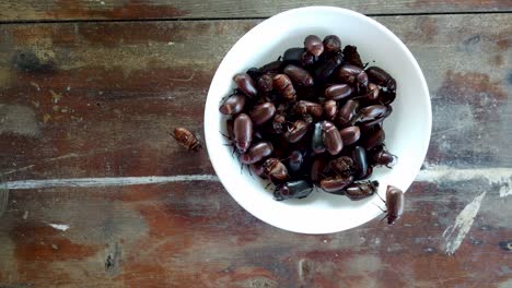 Top-down-crawling-brown-beetles-in-a-bowl,-edible-insects-concept