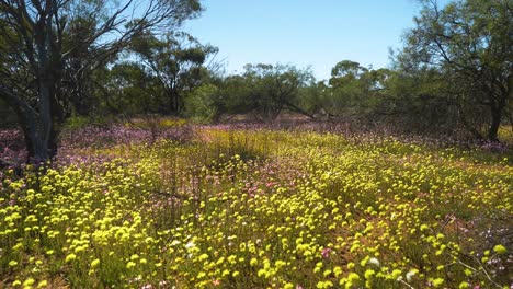 Rising-shot-of-colourful-wildflowers-amongst-native-trees,-Western-Australia