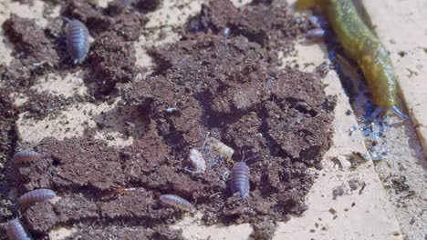 Nahaufnahme-Von-Gruseligen,-Krabbelnden-Insekten-Auf-Einer-Steinmauer-Tagsüber