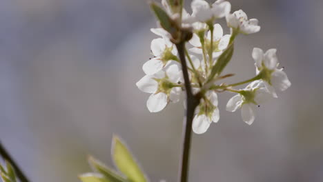 Weiße-Weißdornblüte-Im-Frühling-Mit-Herumfliegenden-Honigbienen