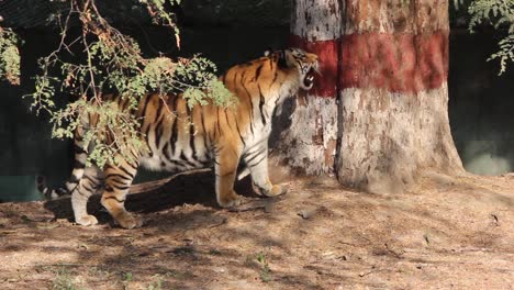 Un-Joven-Tigre-De-Bengala-Busca-Cazar-Y-Está-Cansado-En-Un-Parque-Zoológico-En-Indore,-India.-Un-Gran-Felino-En-Un-Parque-Zoológico-En-India.