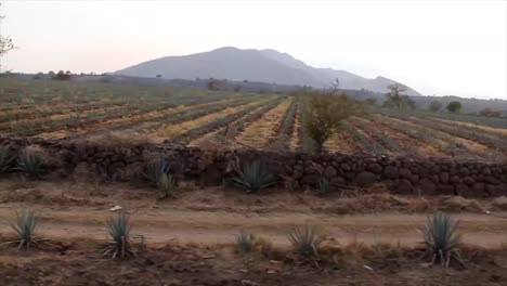 Escena-De-Campos-De-Agave-Azul-A-Bordo-De-Un-Tren