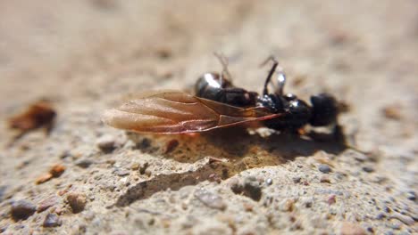 A-black-hornet-looks-injured-twirling-around-in-circles-on-cement