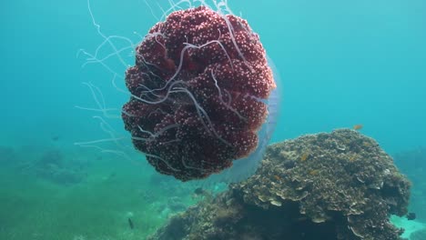 Closeup-view-on-the-body-and-tentacles-of-a-cauliflower-jellyfish,-slow-motion