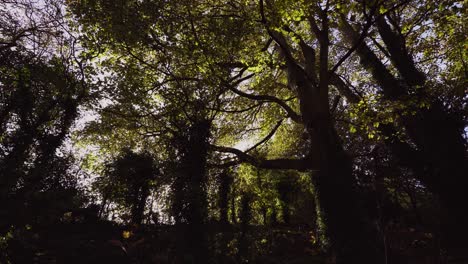 Una-Vista-De-Los-Rayos-Del-Sol-Atravesando-Las-Copas-De-Los-árboles-En-El-Oscuro-Bosque-De-Dundalk,-Irlanda.