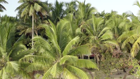 Panning-shot-of-palm-trees-at-Samana-beach,Dominican-republic