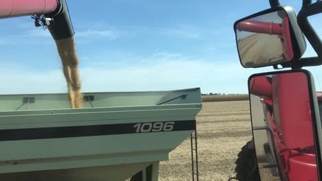 Combine-harvester-transferring-freshly-harvested-soybean-to-tractor-trailer-for-transport