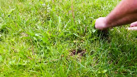 Gardener-tirelessly-continue-the-battle-to-keep-his-lawn-dandelion-free-by-digging-them-out