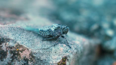 Insecto-Extraño-Parecido-A-Una-Cigarra-Posado-Sobre-Un-Pequeño-Pavimento-De-Piedra,-Estático-Y-A-La-Sombra-En-El-Patio-Trasero