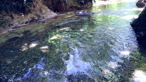 beautiful-river-in-the-forest