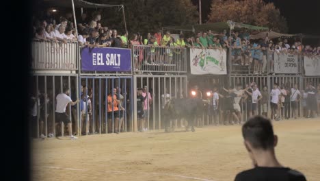 Bull-with-wooden-balls-on-its-horns-running-towards-the-spectators-on-the-cadafales-in-a-bullfighting-ring-at-a-toro-embolado-event-in-Sagunto