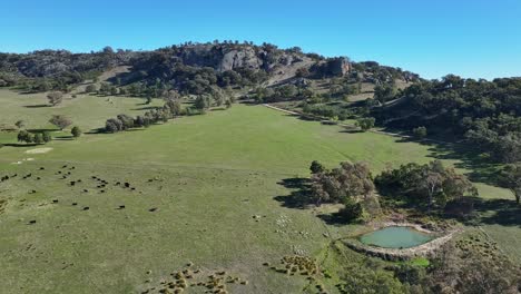 Aerial-over-a-dam-and-cattle-and-approaching-the-rocky-slopes-of-Mt-Teneriffe-in-Victoria