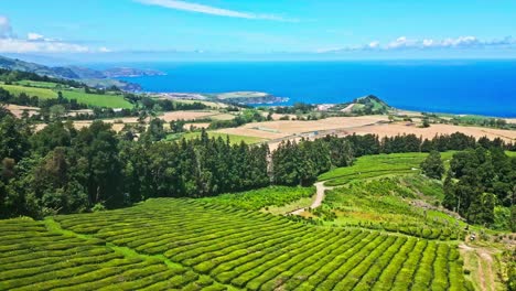 Aerial-descending-shot-of-stunning-Cha-Gorreana-plantation-by-Atlantic-Ocean,-Sao-Miguel-Island,-Azores