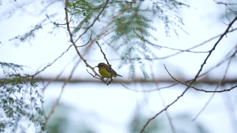 A-Orange-bellied-flowerpecker--perching-on-tree-branches