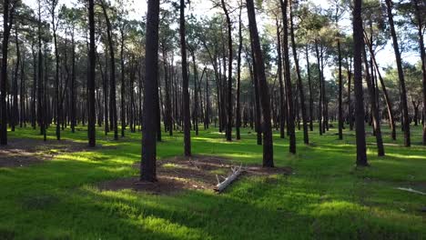 Flying-backwards-through-Pine-Tree-Forest-Plantation-in-Gnangara,-Perth,-Western-Australia