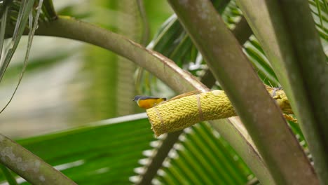 Die-Aktivität-Des-Braunkehlnektarvogels,-Auch-Bekannt-Als-Der-Glattkehlnektarvogel,-Der-Sich-Niederlässt-Und-Kokosnussblüten-Frisst