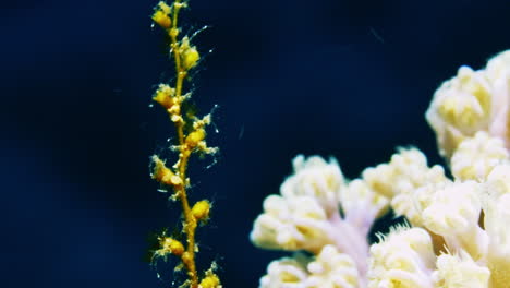 An-incredible-underwater-video-of-skeleton-shrimps-hanging-onto-a-soft-coral-branch-against-the-deep-blue-ocean-background