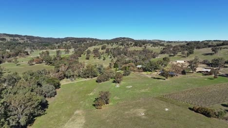 Aerial-of-small-vineyard-in-Victoria-over-a-farm-with-farmhouse-and-buildings-beyond