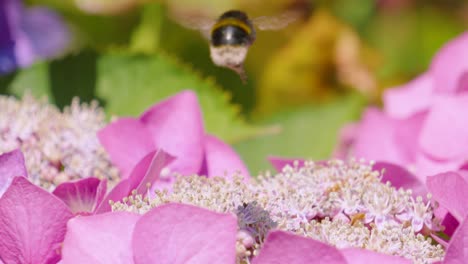 Fleißige-Hummel-Fliegt-über-Die-Staubblätter-Der-Lila-Hortensienblüte-Und-Bestäubend,-Um-Die-Photosynthese-Der-Pflanze-Zu-Unterstützen