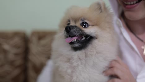 Perro-De-Raza-Spitz-En-Brazos-De-Un-Hombre-Mira-A-La-Cámara-Y-Muestra-Su-Lengua