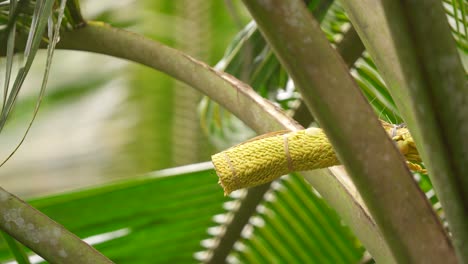 Activity-The-brown-throated-sunbird-,-also-known-as-the-plain-throated-sunbird-on-coconut-tree