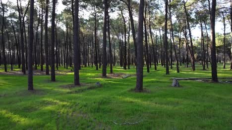 Flying-faster-through-Pine-Tree-Forest-Plantation-in-Gnangara,-Perth,-Western-Australia