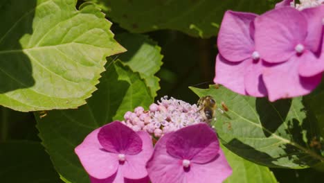 Zeitlupen-Tieraufnahmen-Von-Bienen,-Die-An-Einem-Heißen-Sommertag-Auf-Staubgefäßen-Einer-Violetten-Hortensienblüte-Fliegen-Und-Laufen