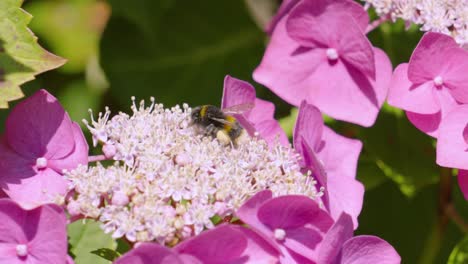 Flor-De-Hortensia-Morada-Con-Abejorro-Recogiendo-Polen-Caminando-Sobre-La-Planta