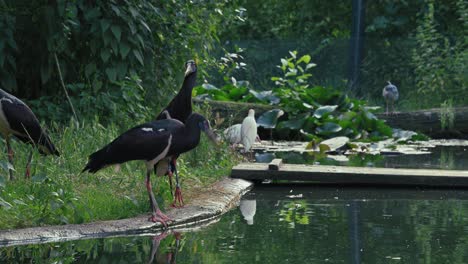 Abdim's-Storks-standing-near-a-pond-in-a-lush-habitat