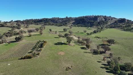 Aerial-of-small-vineyard-in-Victoria-over-farmland-with-Mt-Teneriffe-beyond