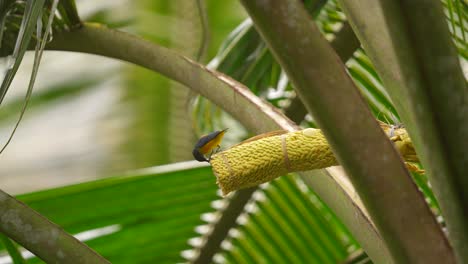 Der-Braunkehlnektarvogel,-Auch-Als-Glattkehlnektarvogel-Bekannt,-Ist-Eine-Vogelart-Aus-Der-Familie-Der-Nektariniidae