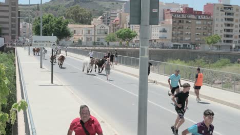 Encierro-De-Toros-Con-Caballos-Cruzando-Un-Puente-Con-Paisaje-Urbano-En-Sagunto