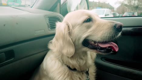 Un-Golden-Retriever-Se-Sienta-Feliz-En-El-Asiento-Del-Pasajero-Delantero-De-Un-Automóvil,-Mirando-Por-La-Ventana-Con-La-Lengua-Afuera.