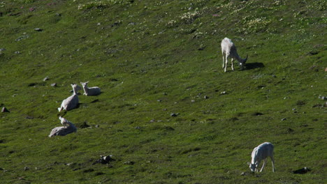 Un-Grupo-De-Ovejas-De-Dall-Descansando-En-Las-Soleadas-Montañas-Sheep-En-El-Parque-Nacional-Kluane,-Yukón,-Canadá.